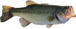 Turtle Creek Reservoir Popular Fish - Largemouth Bass