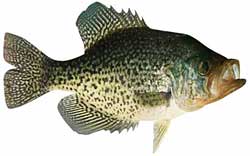 Old Hickory Lake Popular Fish -Black Crappie