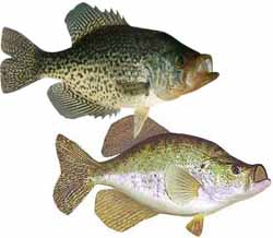 Lake Rhodhiss Popular Fish - Crappie