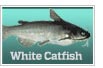 White catfish
