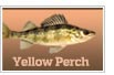 Yellow Perch