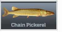 Chain pickerel
