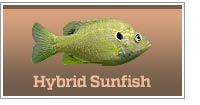 Hybrid Sunfish