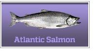 Landlocked Atlantic salmon