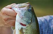 Bass fishing in Kentucky