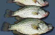 Crappie make a great fish fry
