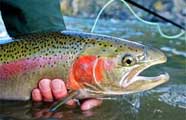 West Virginia rainbow trout fishing