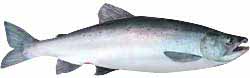 Newfound Lake Popular Fish - Landlocked Atlantic Salmon