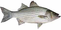 Lake Red Rock Popular Fish - Hybrid Striped Bass