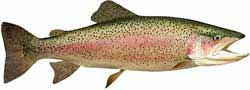 Cascade Reservoir Popular Fish - Rainbow Trout