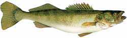 Lake Santeetlah Popular Fish - Walleye