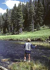 Fly Fishinf For Trout In A Montana Stream